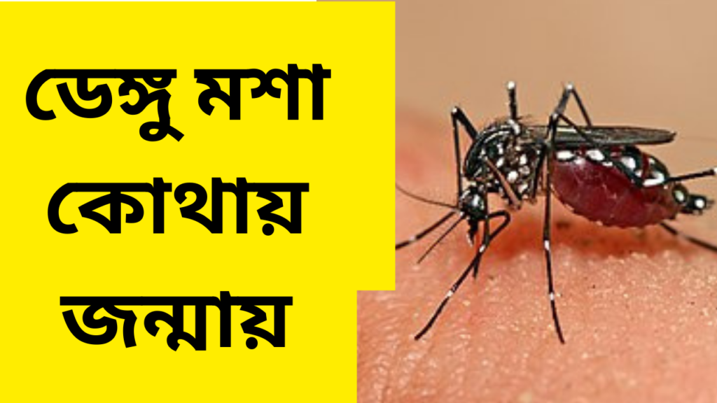 ডেঙ্গু মশা কোথায় জন্মায়