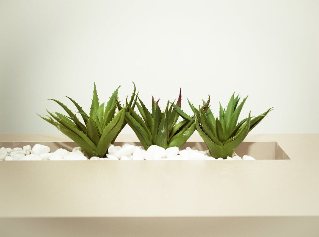 world's best aloe vera products in India with 100% Genuine.