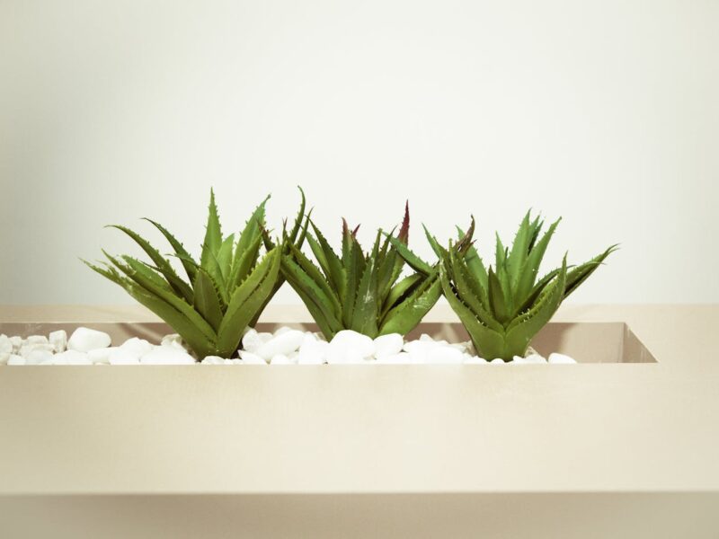 world's best aloe vera products in India with 100% Genuine.