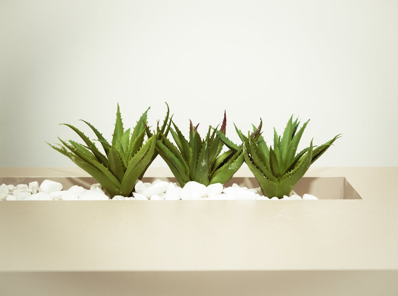 world's best aloe vera products in India with 100% Genuine.