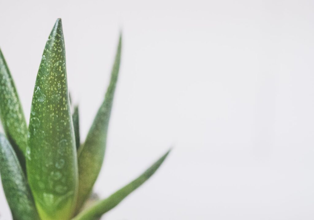 world's best aloe vera products in India with 100% Genuine.